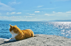 海外からの観光客も多い日本の「猫島」とは？