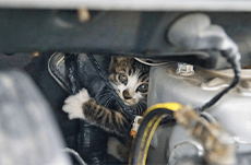 なぜ猫がエンジンルームに？理由と侵入対策