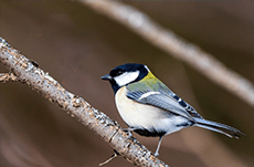 白熱！鳥先生とゴリラ先生の『動物たちは何をしゃべっているのか？』