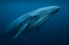 地球上で最も長生きな生物とは？