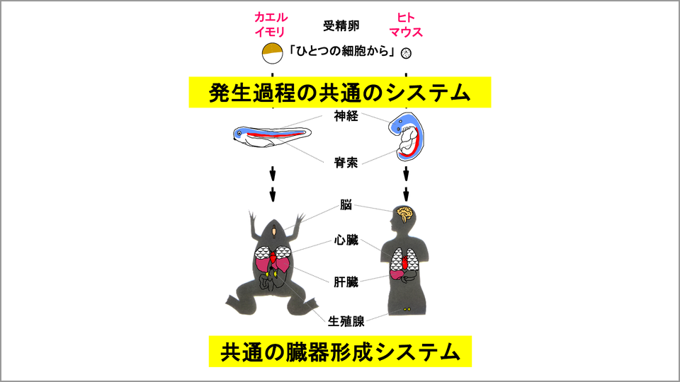 カエルとヒトは同じ共通原理を持っている 浅島誠 テンミニッツtv