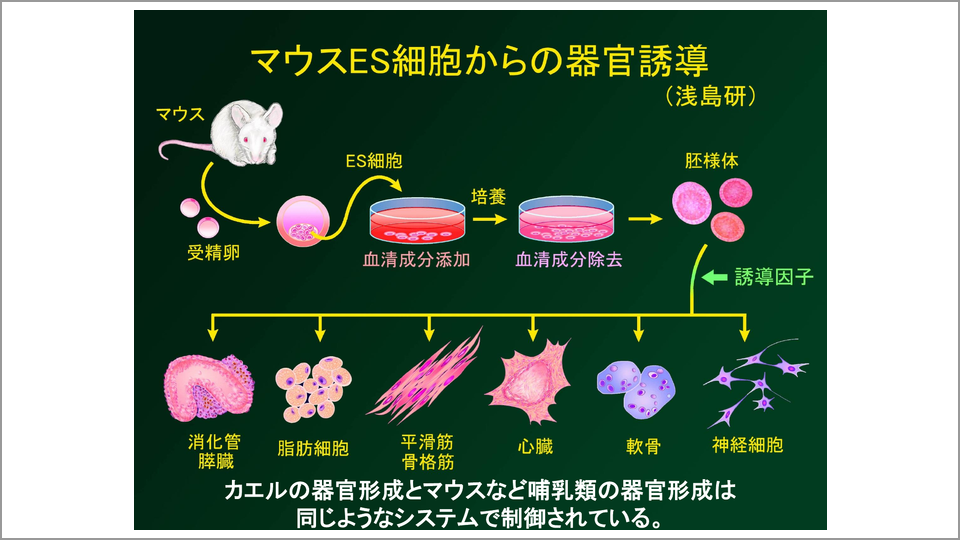 カエルで行った研究が現在の再生医療の基盤となった 浅島誠 テンミニッツtv