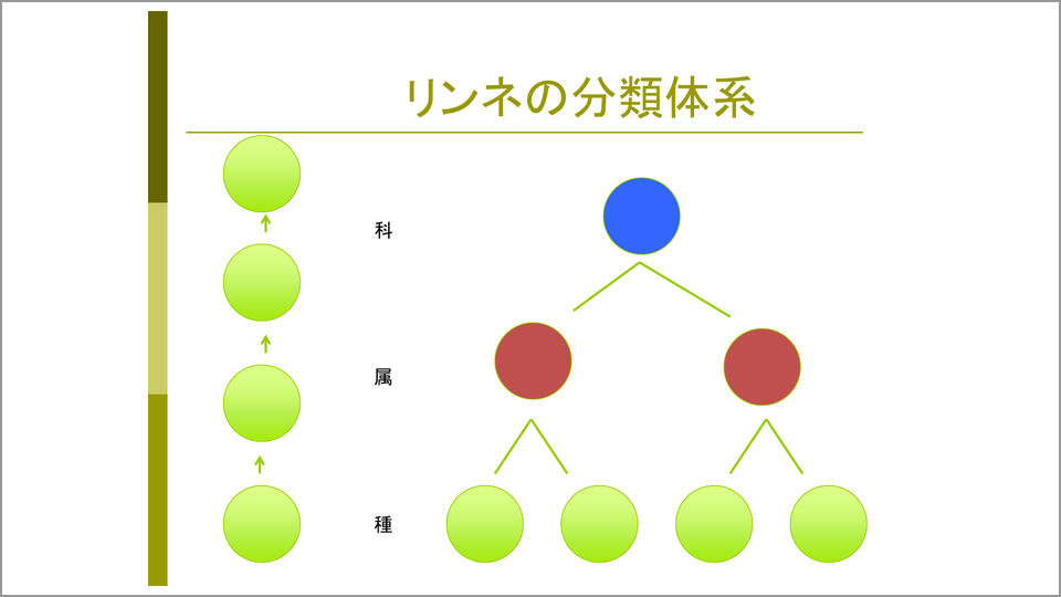 全人種をホモ・サピエンスと分類したリンネは画期的だが… | 長谷川