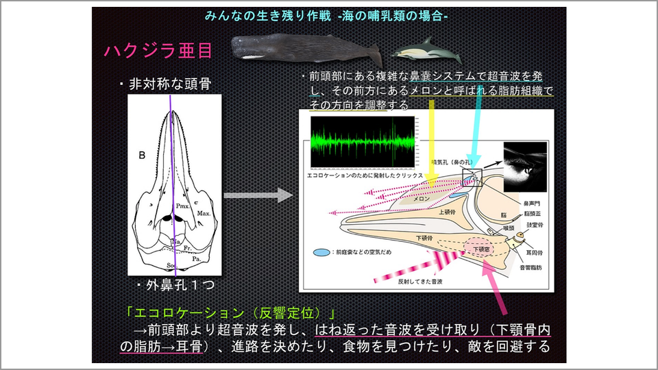 鼻の穴が1つしかないハクジラの エコロケーション とは 田島木綿子 テンミニッツtv