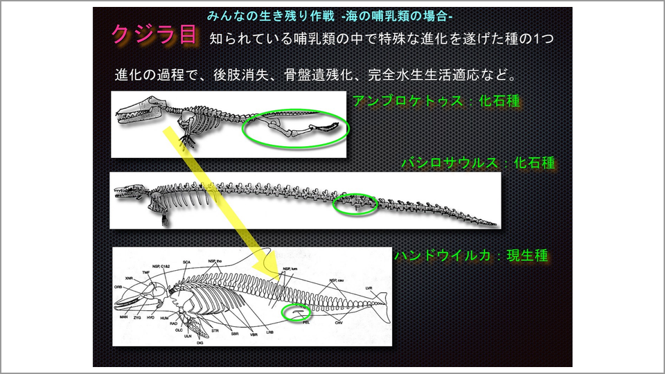 鼻の穴が1つしかないハクジラの エコロケーション とは 田島木綿子 テンミニッツtv