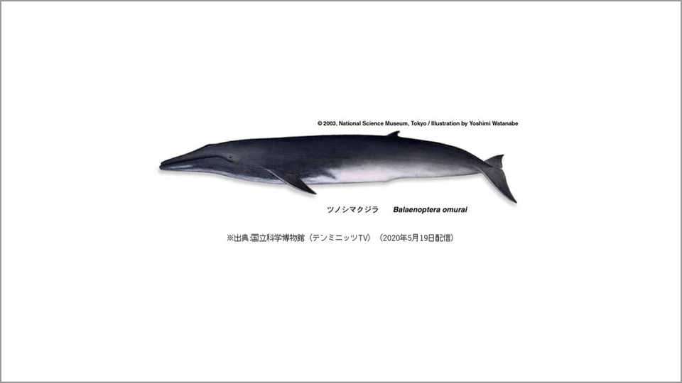 クジラやイルカにある「浮いた骨」の正体とは | 田島木綿子 | テン