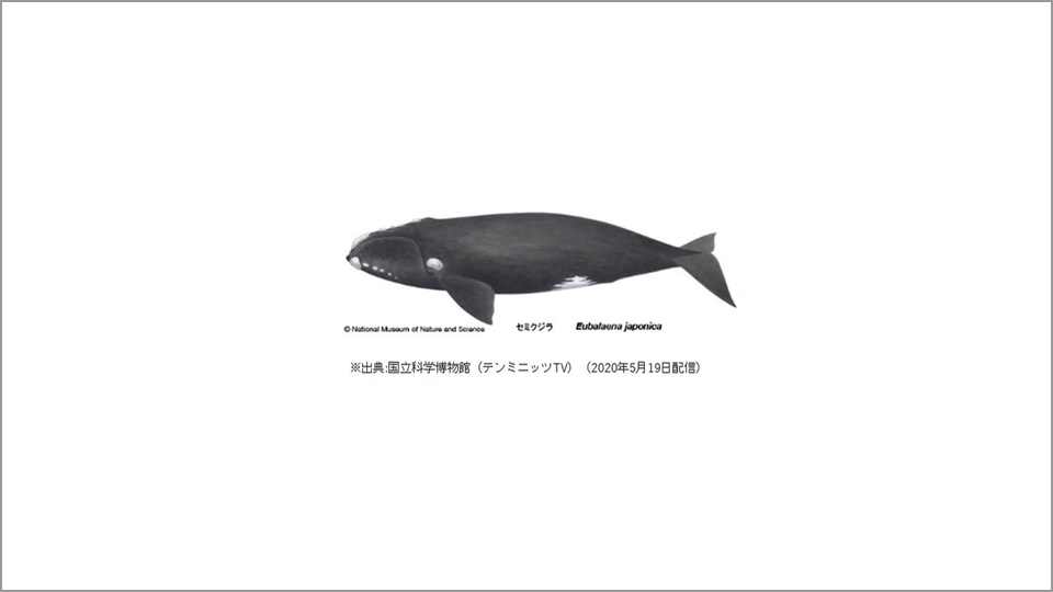 クジラやイルカにある「浮いた骨」の正体とは | 田島木綿子 | テン