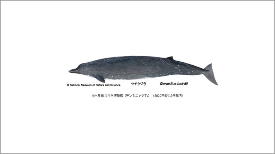 クジラやイルカにある「浮いた骨」の正体とは | 田島木綿子 | テン