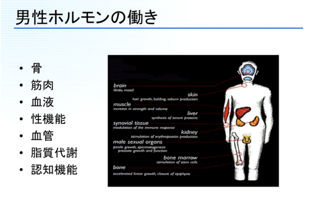 脳の性分化 に作用 男性ホルモンの特徴と多彩な役割 堀江重郎 テンミニッツtv