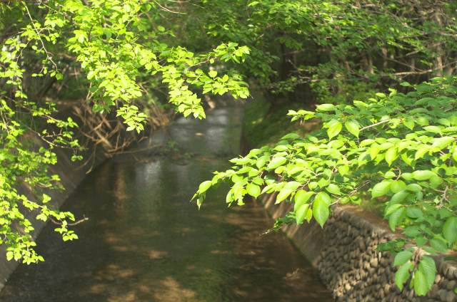 江戸時代の新宿…水辺の景勝地としての名残、熊野神社