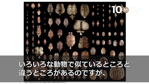 知られざる「脳」の仕組み～脳研究の最前線（4）脳の構造と特徴
