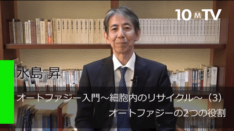 オートファジー入門～細胞内のリサイクル～（3）オートファジーの2つの役割